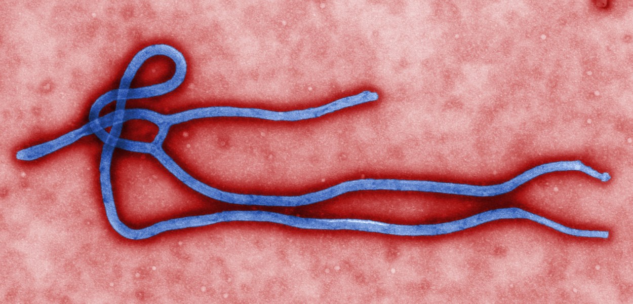 Ebolavirus