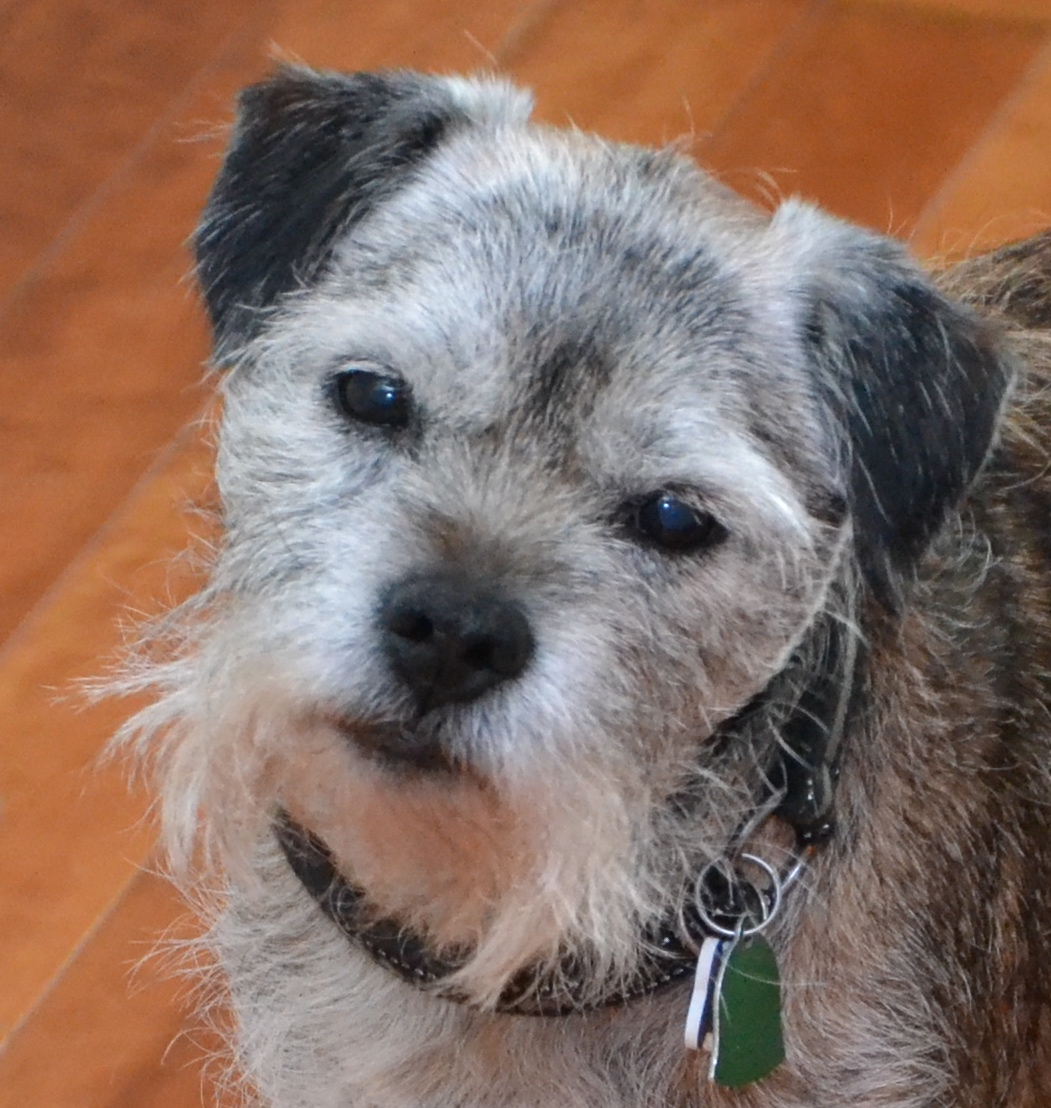 Hund