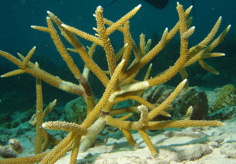 Staghornkorallen lever i Karibien. Den drabbas av White-Band disease och är nästan utrotad. Forskare vid Northeastern University hoppas kunna använda DNA-prover från Ocean Genome Legacy Center för att förstå varför vissa koraller inte blir sjuka. Foto: 