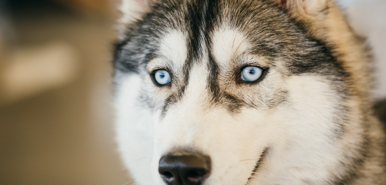 Siberian Husky